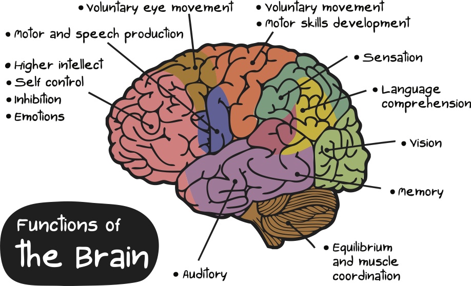 brain-functions