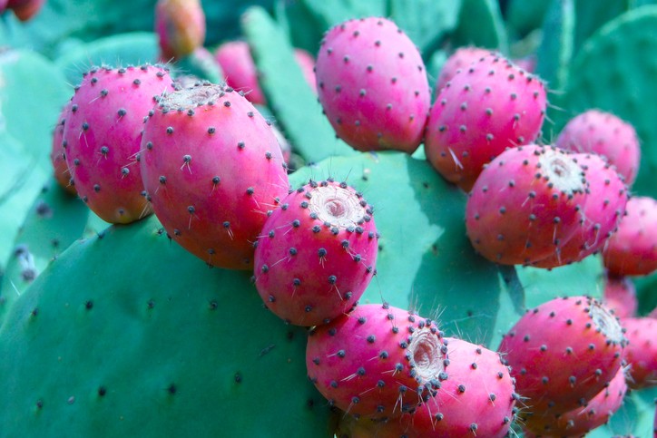 nopal-cactus-fruits-prickly-pears